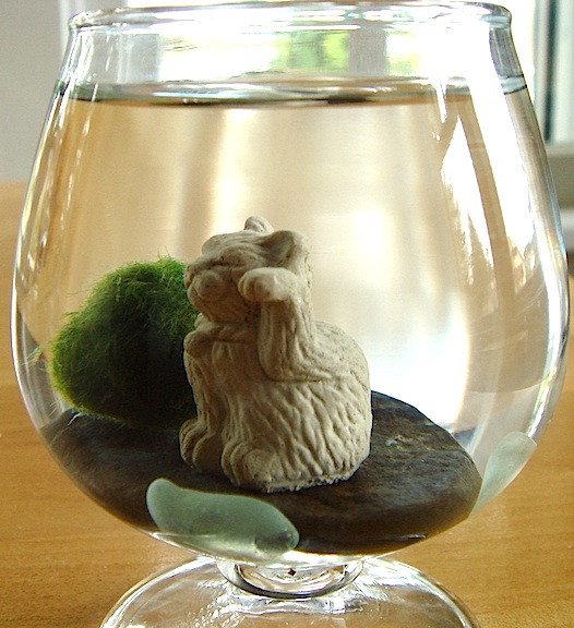 marimo_terrarium