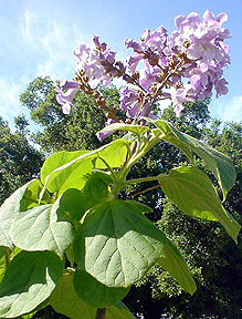 Kiri Tree